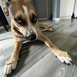 Most amazing dog needs a 2nd chance...Meet Draco:)