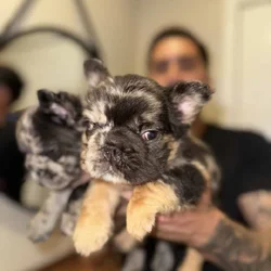 French Bulldog Pups Big Rope Fluffy Merle San Dieg