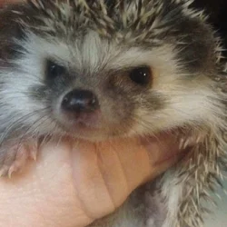 Baby hedgehogs for sale looking for good homes