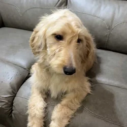 Goldendoodle Puppy - Golden Nugget