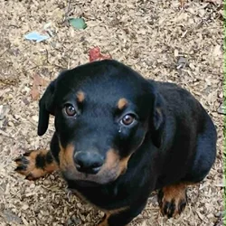 German Rottweiler Puppies