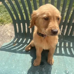 Female Golden Retrievers