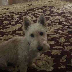 Stanley, good natured, fun pup