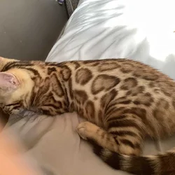 Simply Stunning Clouded Leopard Bengal Kittens