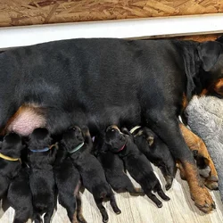 Rottweiler Puppies Born 18AUG