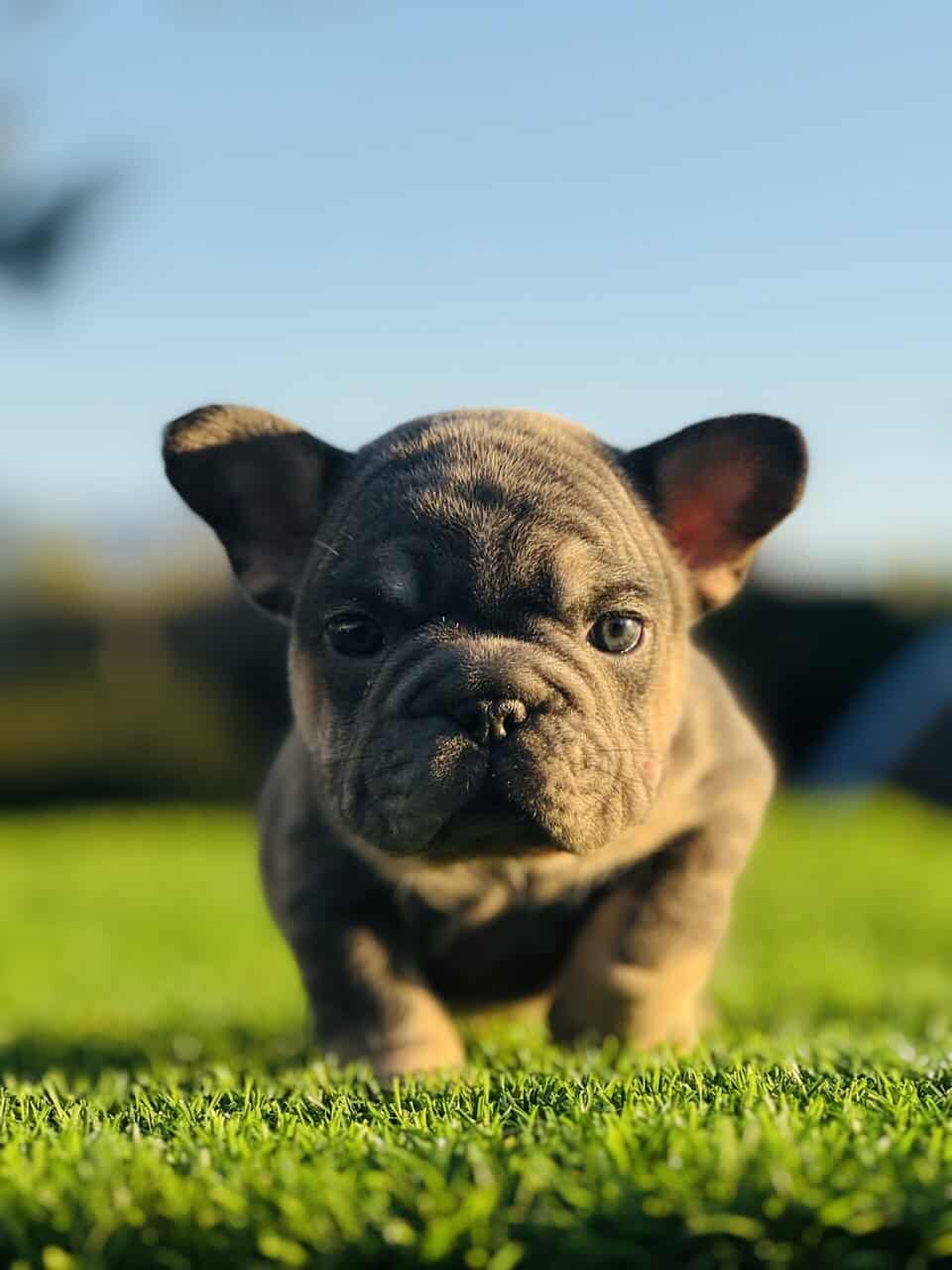 FRENCHIE PUPPY image 6