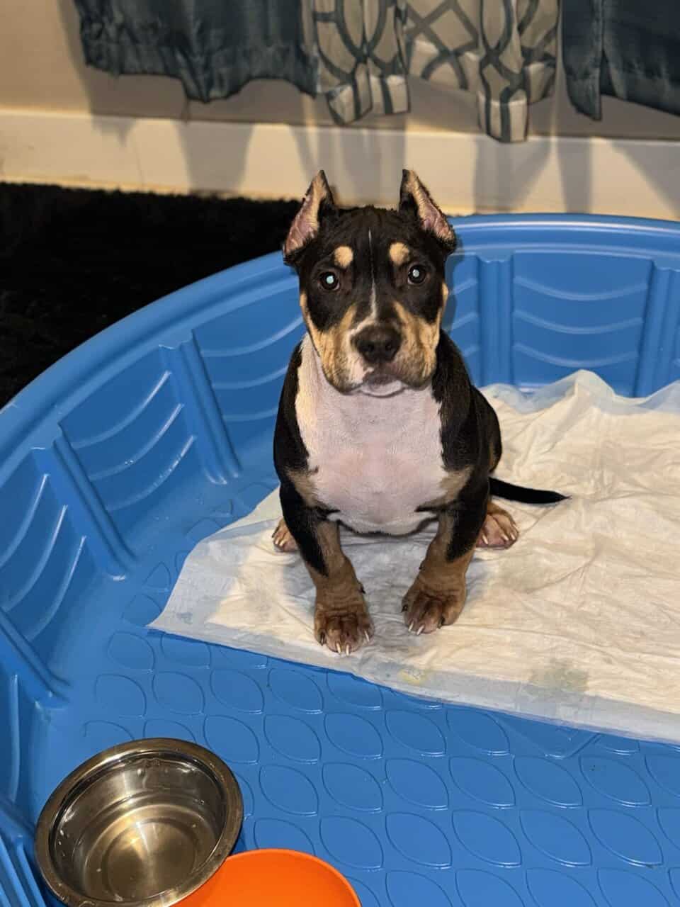 15 Month AKC Registered American Bully (Male) image 4