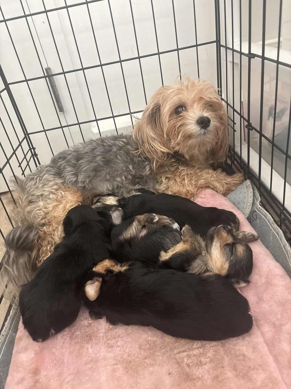 Adorable Yorkie Puppies – Ready Soon! 🐾✨ image 3
