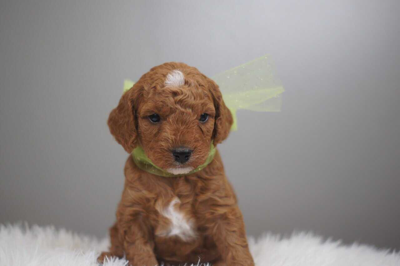 F1b Mini Goldendoodle image 4