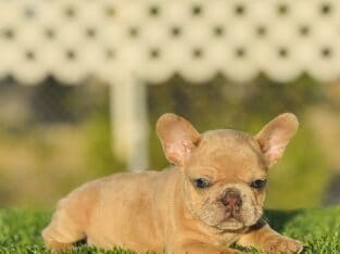 FRENCH BULLDOG PUPPIES