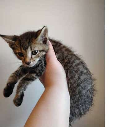 9 Week old kitten text/call for pics image 3