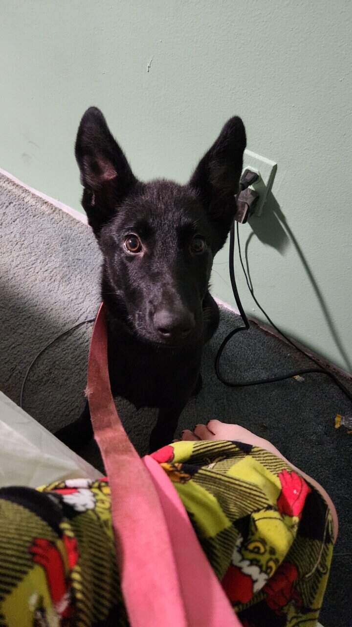 Akc German shepherd image 1