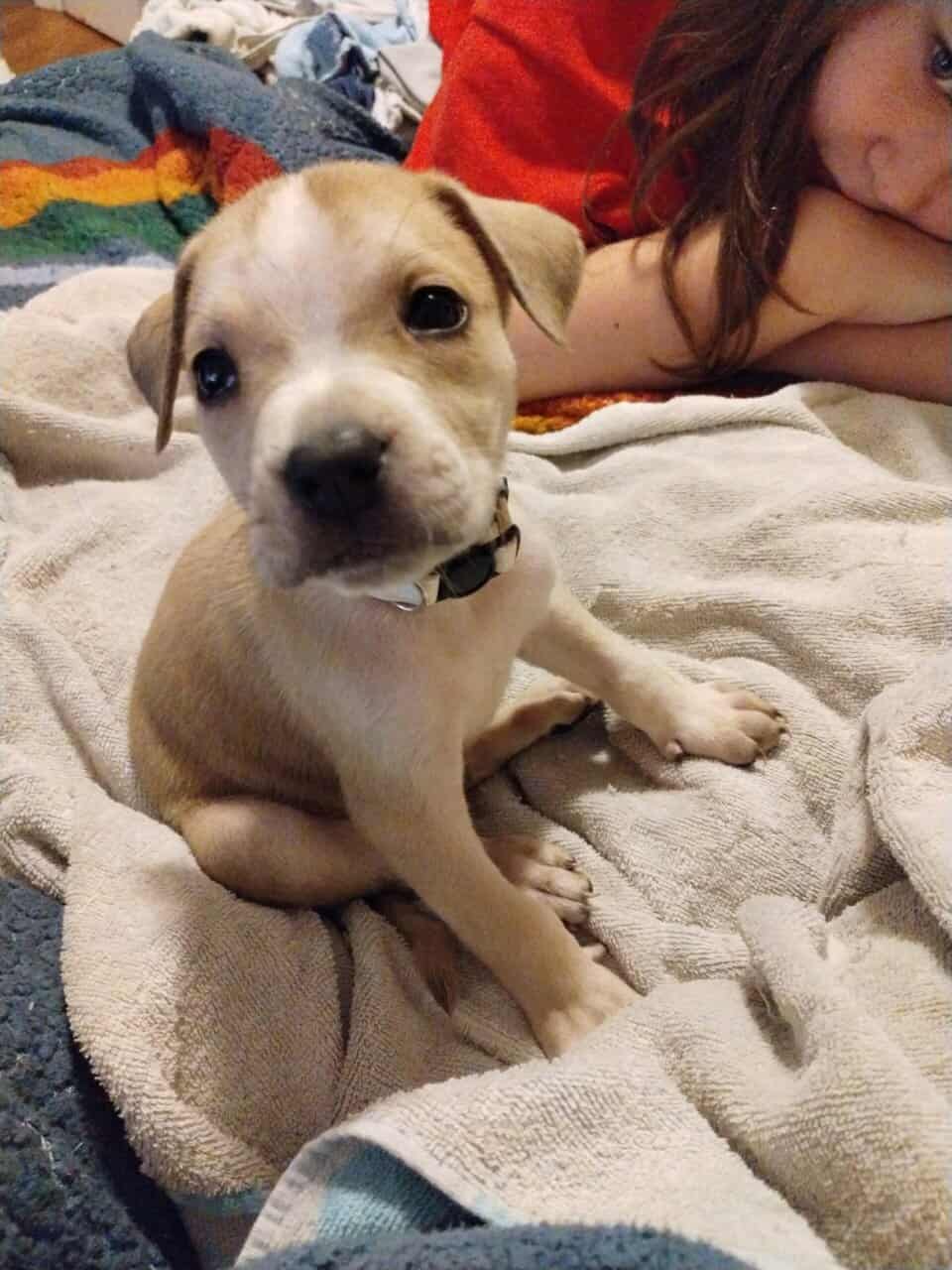 Boerboel/Presa Canario Mix puppies image 10