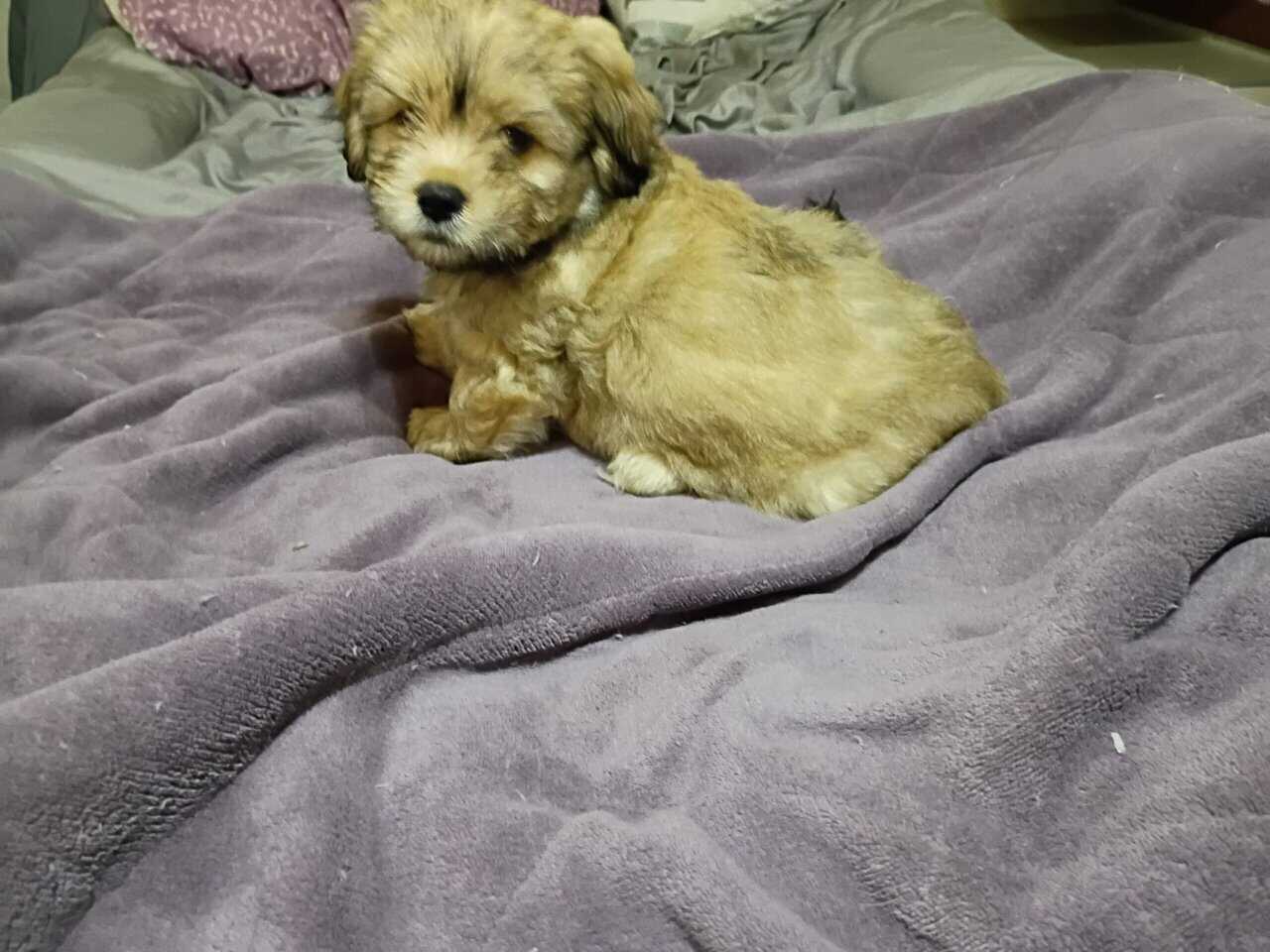 Puppies image 4