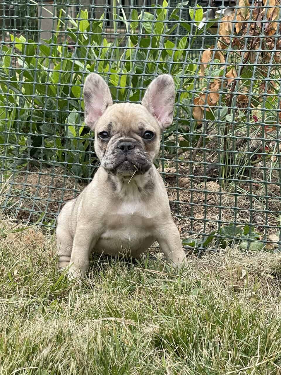 French bulldog Puppy female image 1