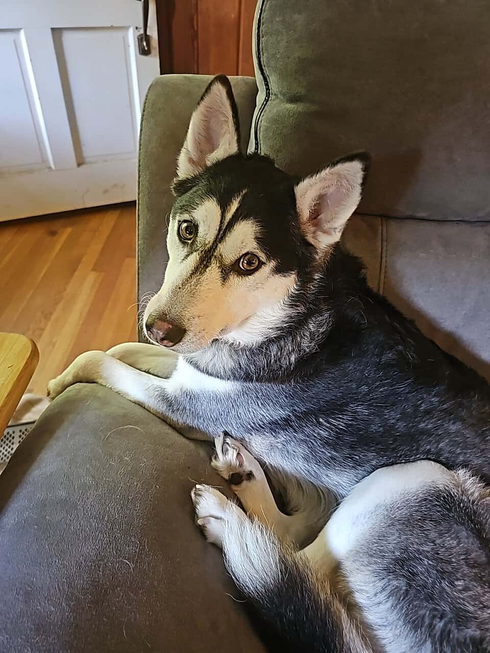 Husky named Noodle needs a new home image 2