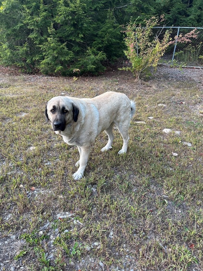 Deuce Kangal - Russian Shepherd Guardian Puppy image 5