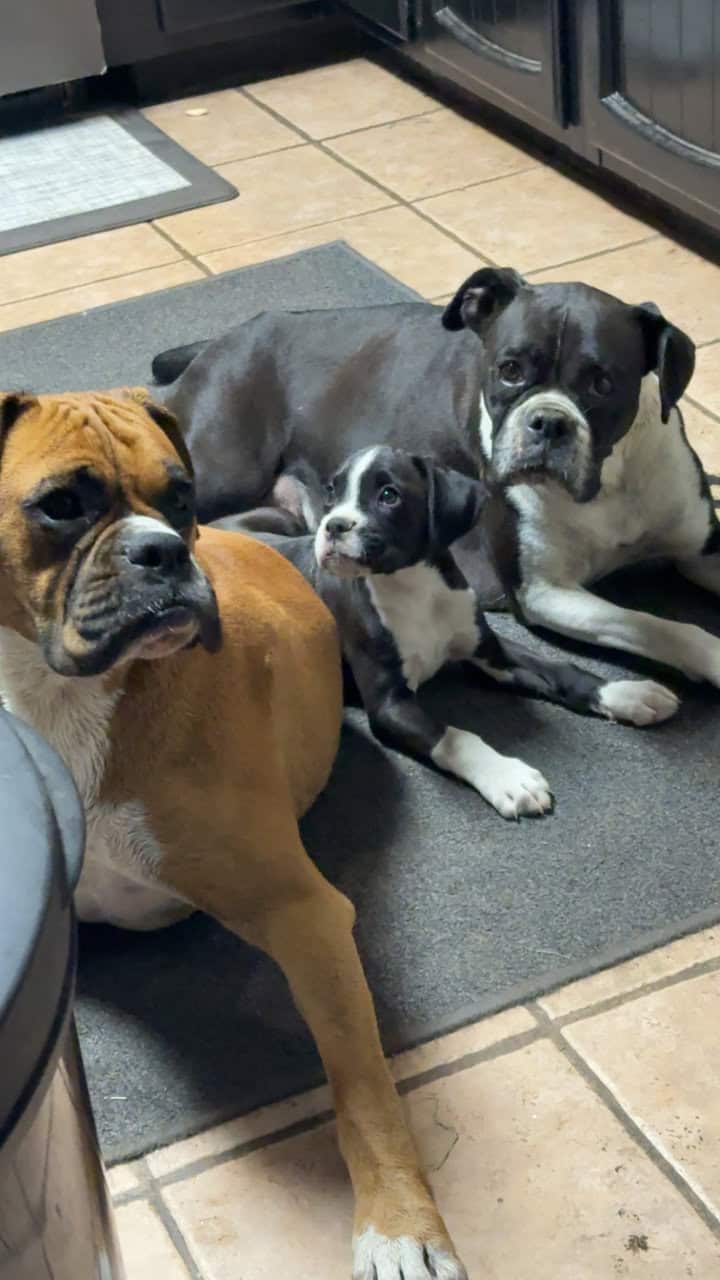 Boxer Puppies image 16