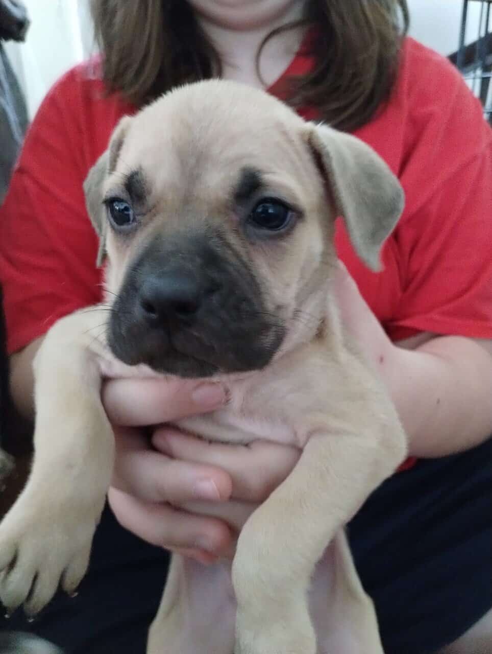 Boerboel/Presa Canario Mix puppies image 14