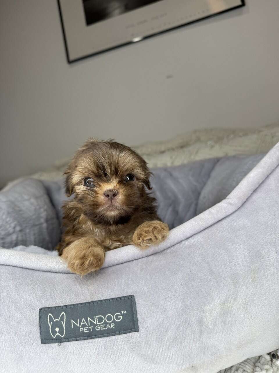 Shih Tzu Boy Puppy (Chester) image 9