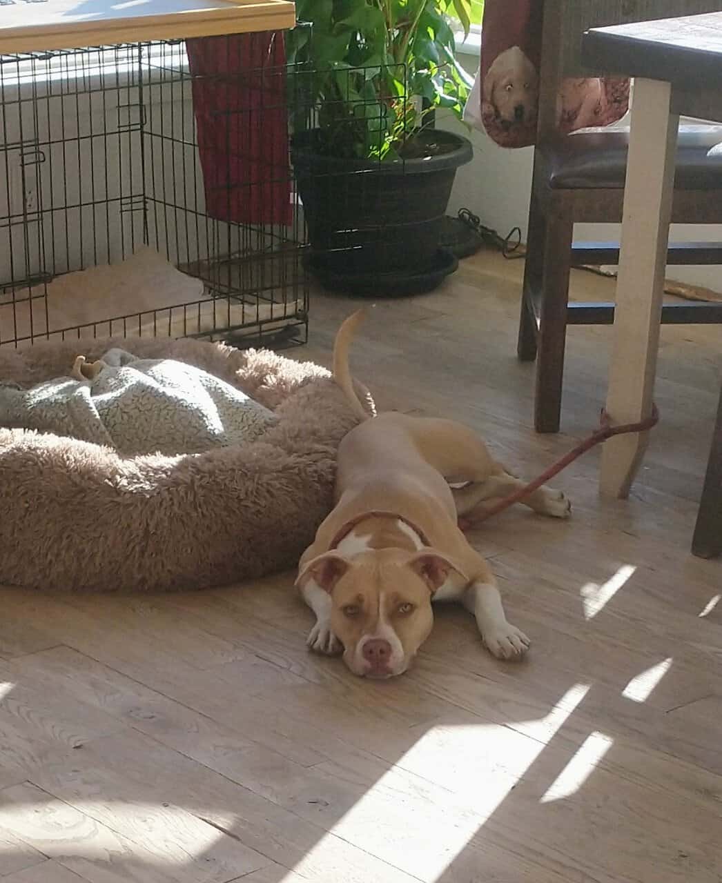 Pitbull Mastiff Mix puppy image 2