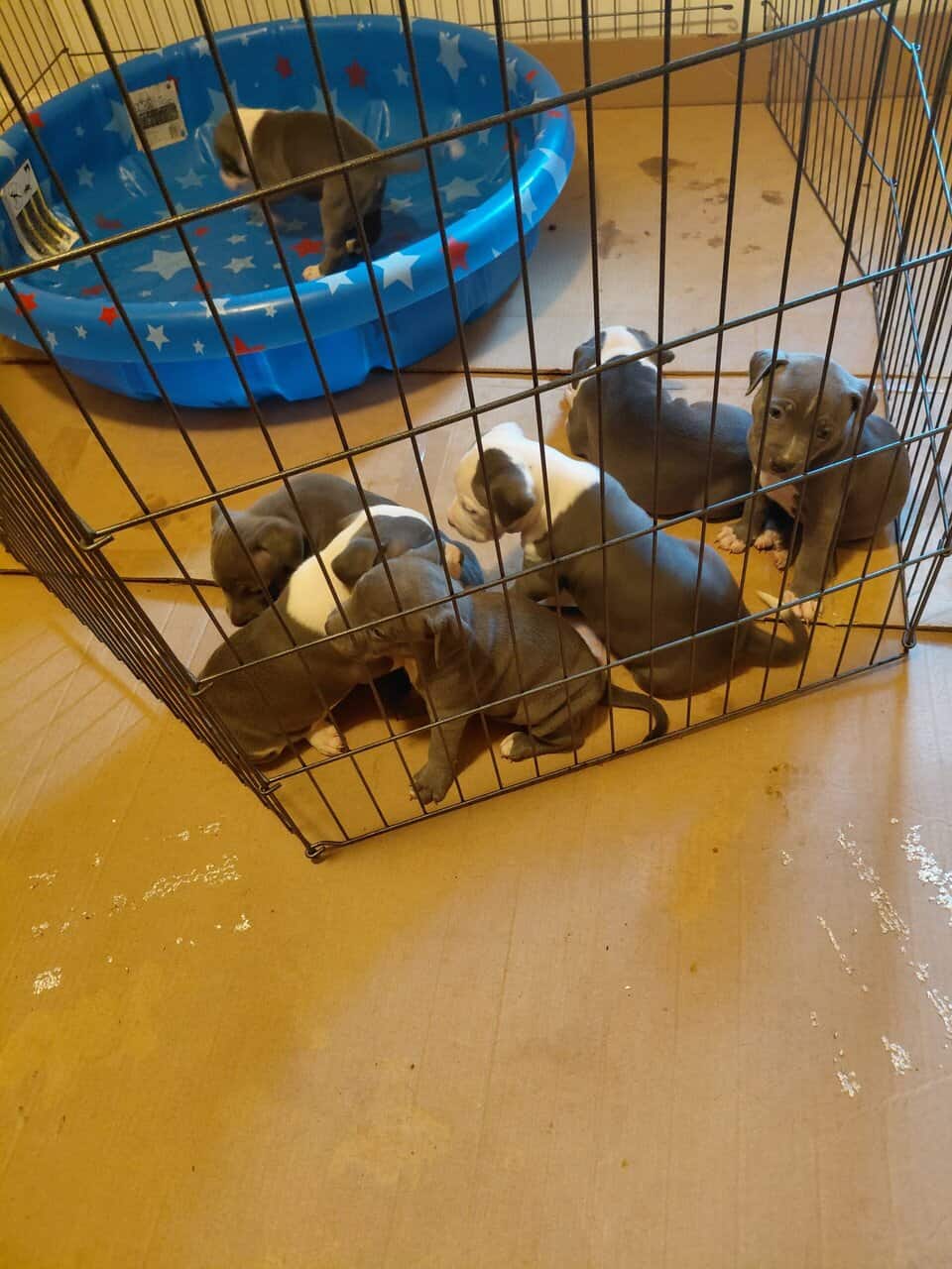 Blue Fawn Puppies image 1