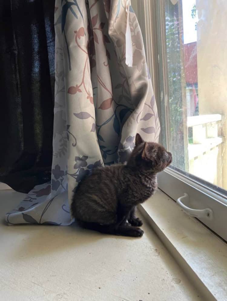 Kitten image 1