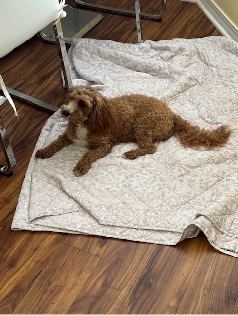 Cavapoo image 5