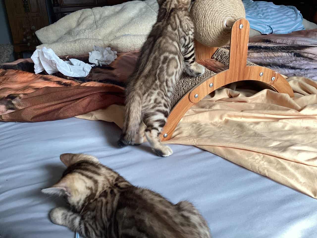 Purrr-n’s Wild Kingdom Exotic. YKittens image 10