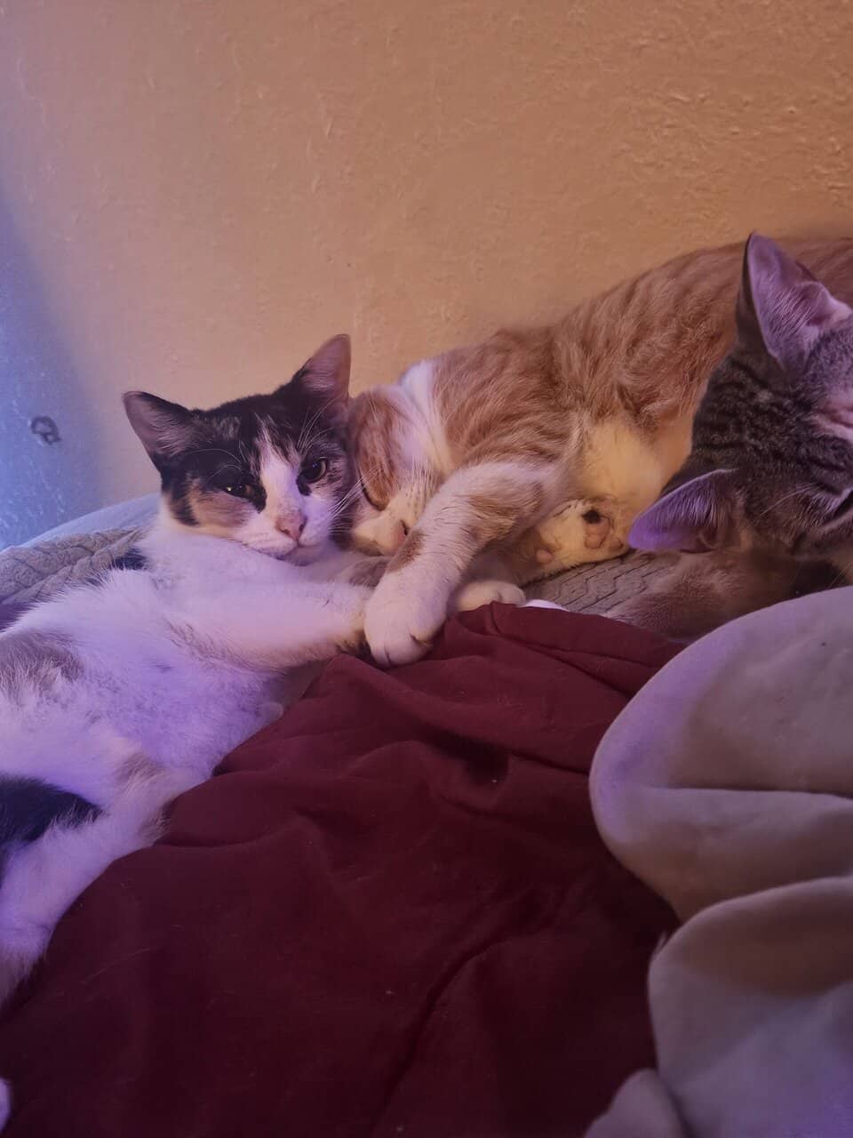 4 Female Cats, 1 yr, needing to be rehomed image 4