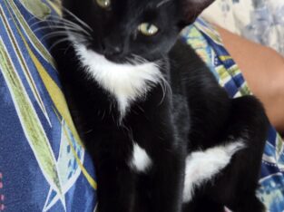 Free Tuxedo kittens need loving home ❤️