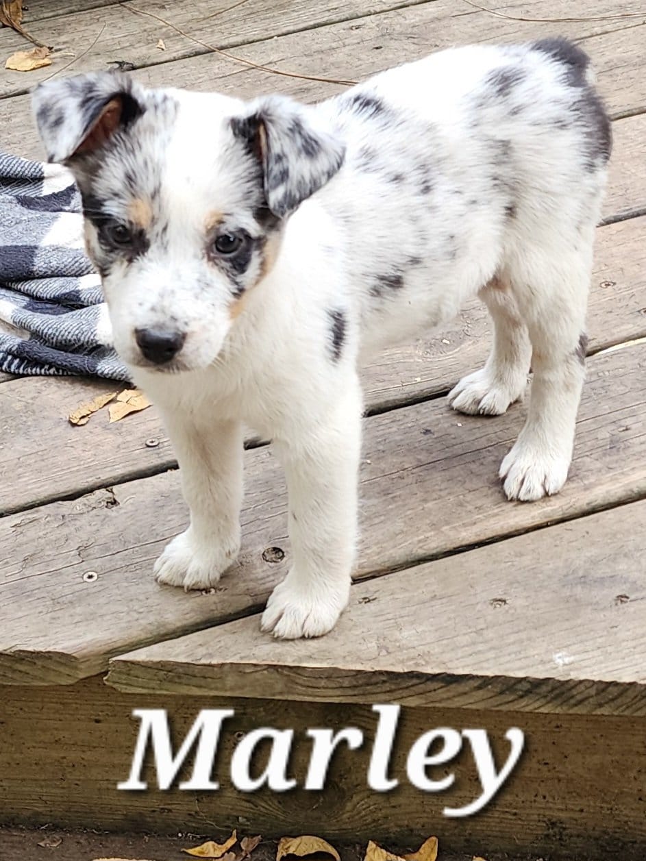Texas Heeler (Australian Shephard Cattledog) image 4