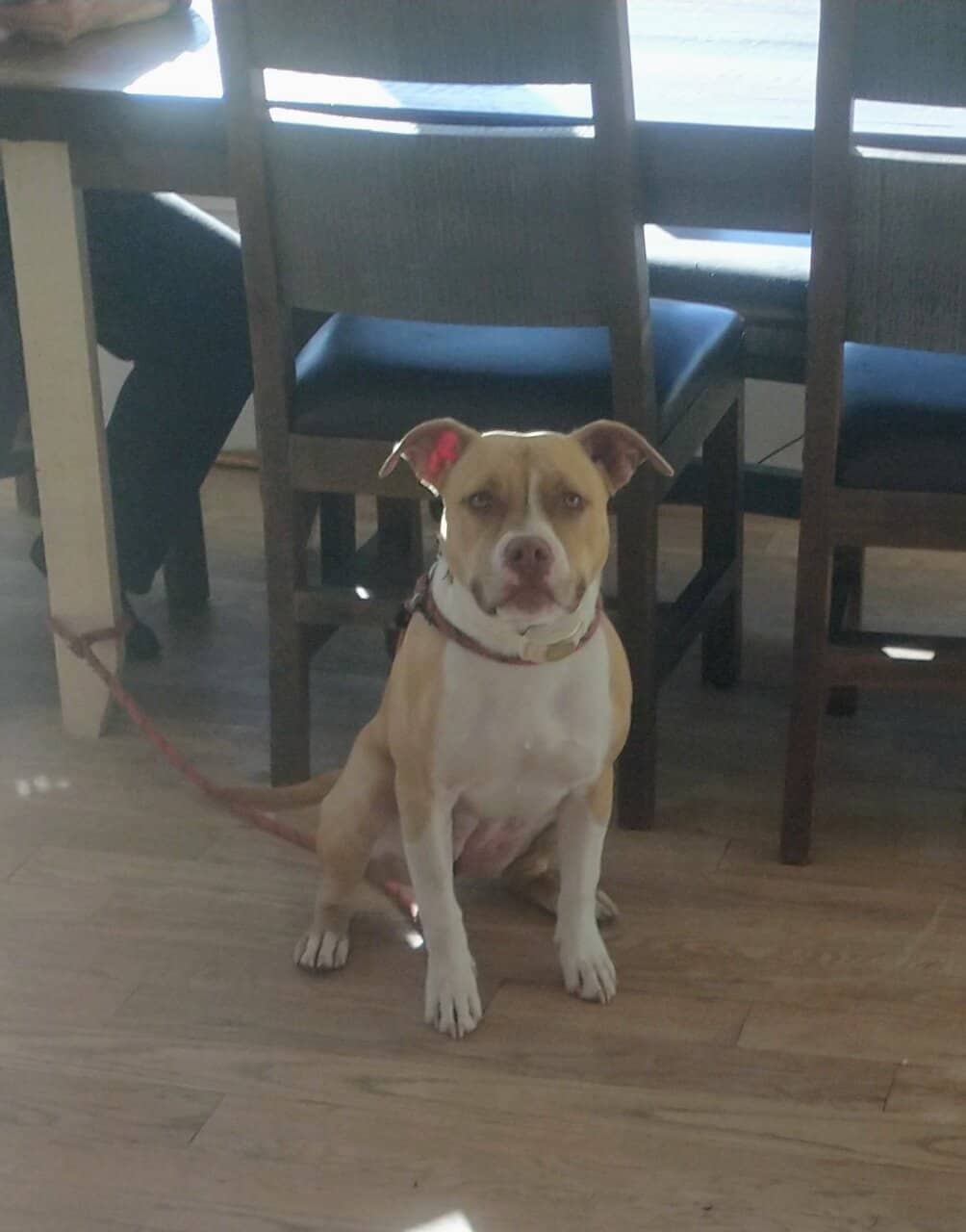 Pitbull Mastiff Mix puppy image 1