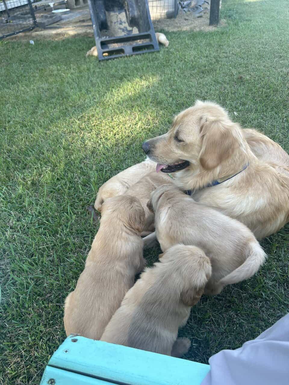 Cedar Creek Golden Retrievers image 9