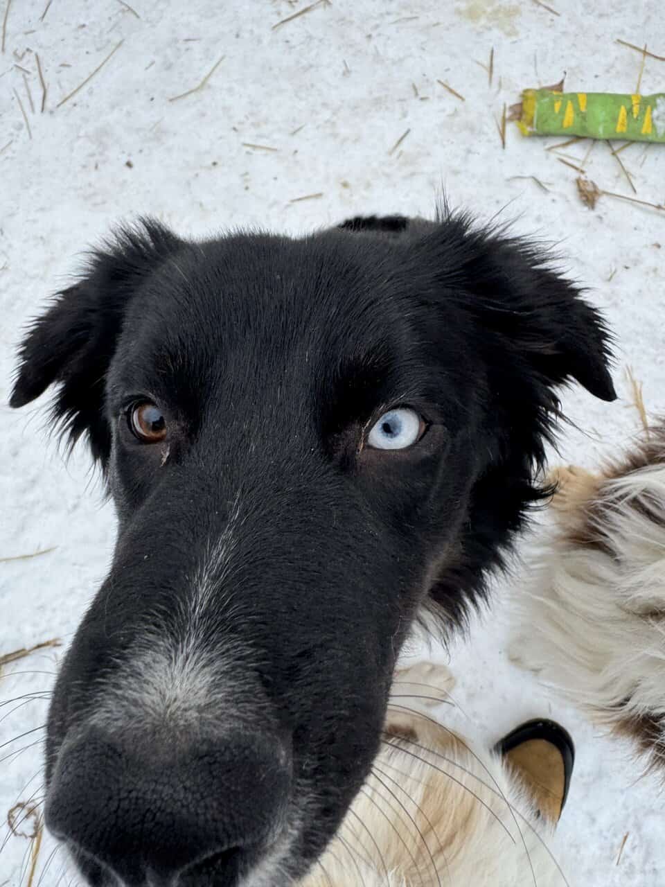 Purebred Australian Shepherd- Male image 1