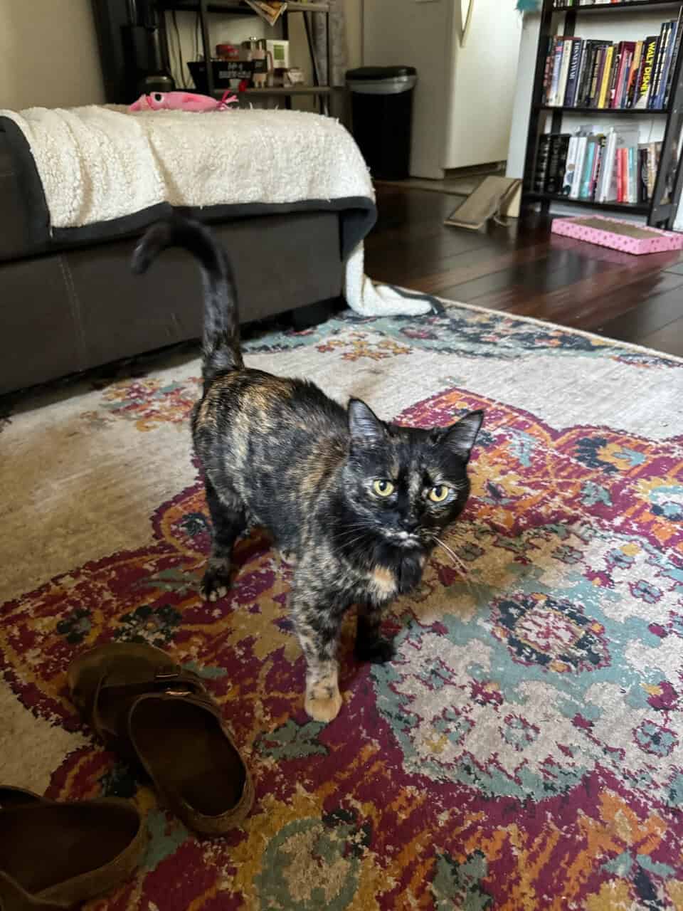 Galaxy is looking for her fur-ever home! image 2