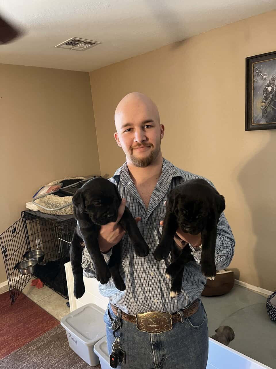 Cane Corso Puppy’s looking for there Furr Ever luv image 15