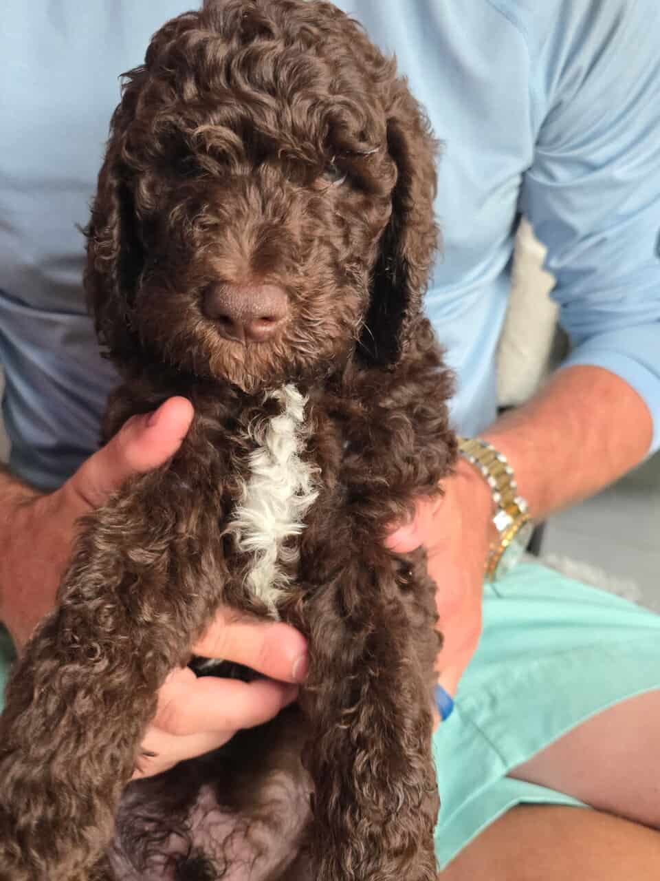 Standard Poodle Puppies image 4