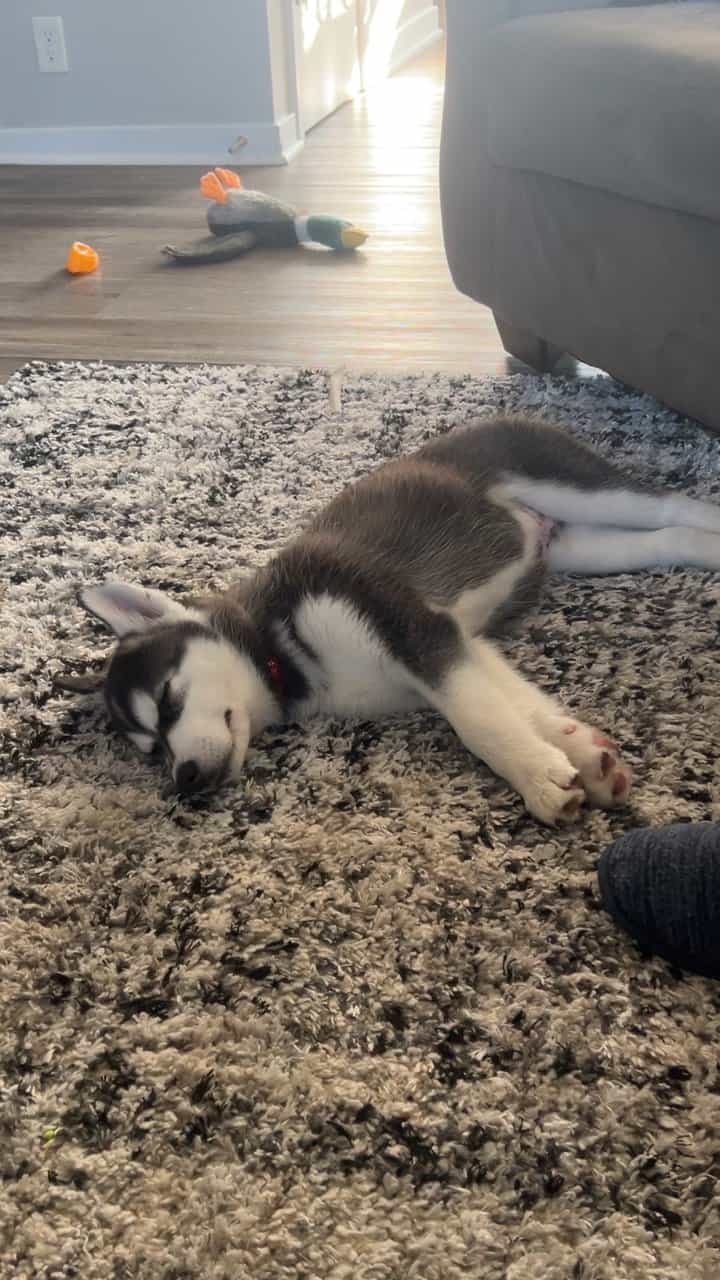 Nova image 2