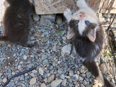 Maine coon mix ready for new home