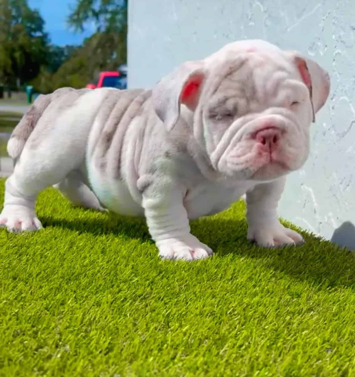 Mirco Exotic Bullies image 1