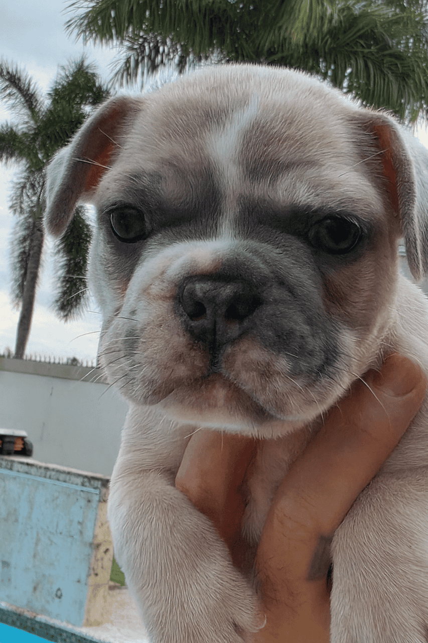 French Bulldog Puppies image 2