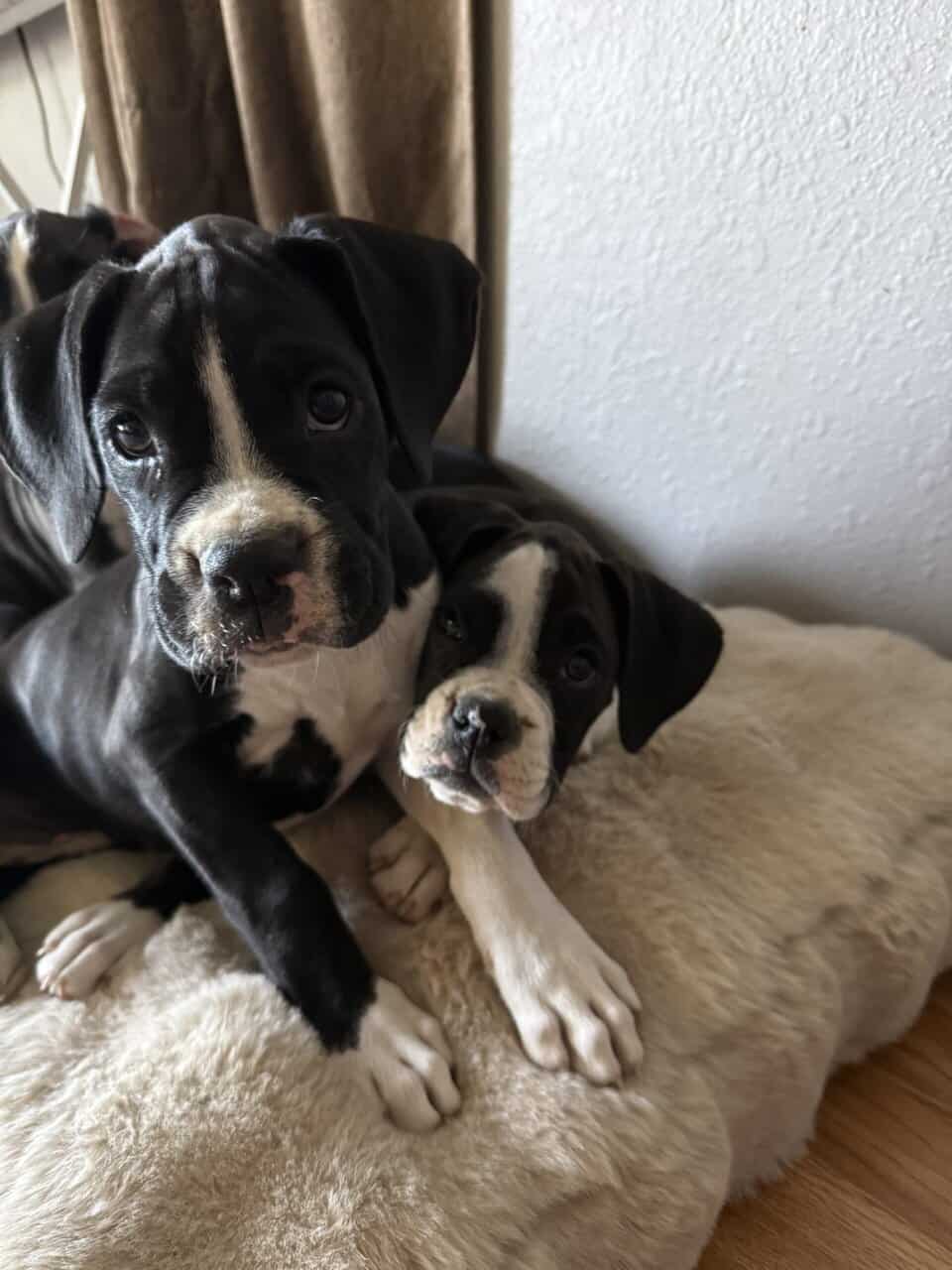 Boxer Puppies image 8