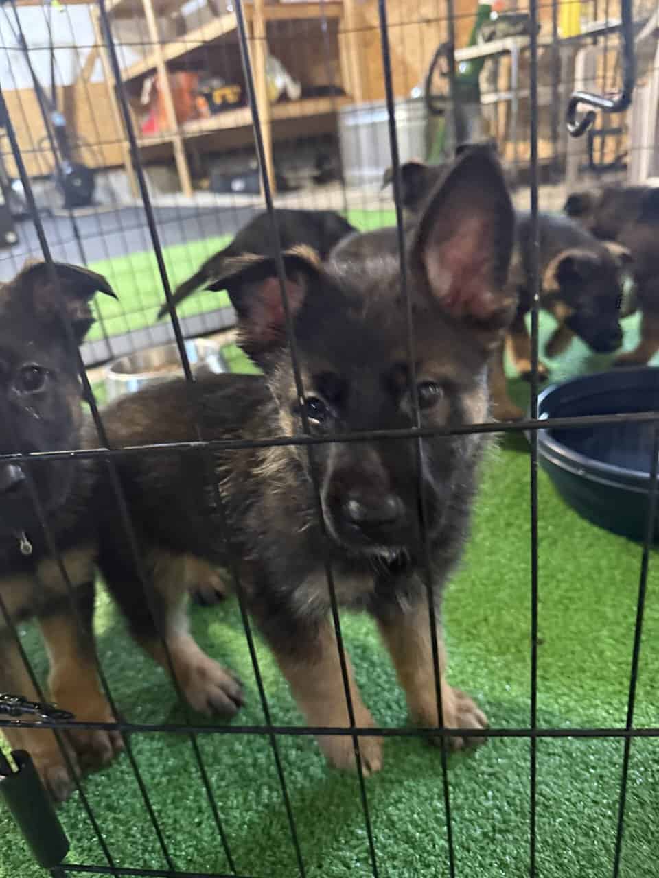 Litter of 7 German Shepard and Belgian Malinios image 2