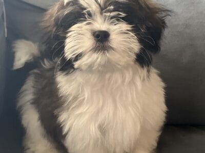 Shih Tzu