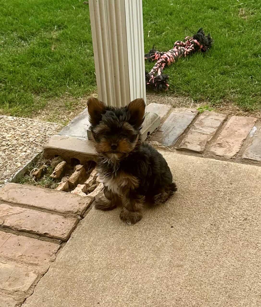 Tiny Yorkie Puppies image 1