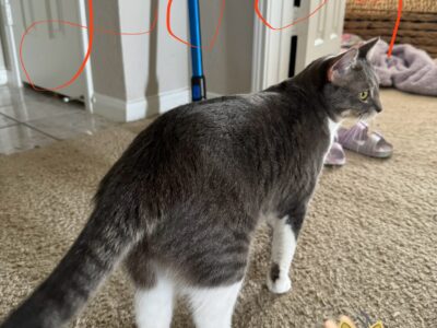 Sweet, Beautiful Cat Up For Adoption