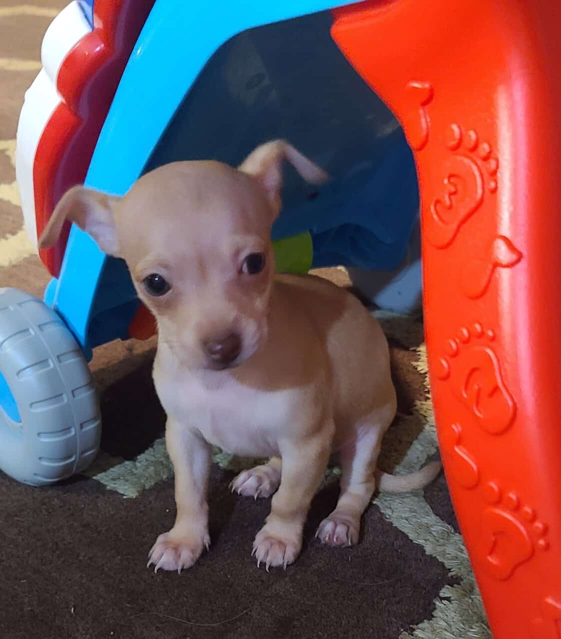 Rehoming Chihuahua Puppies image 16
