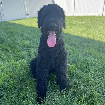 Giant Schnauzer image 6