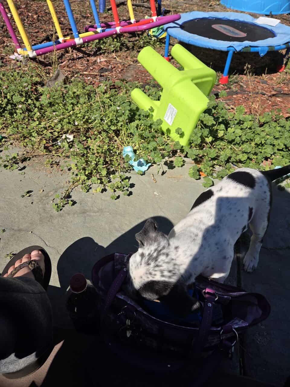 Pitt bull/Blue heeler mix puppies for sale image 4